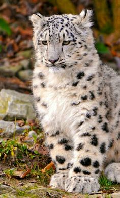 a white and black snow leopard sitting on the ground