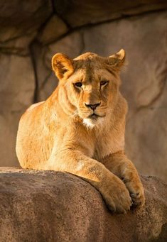 a lion laying on top of a large rock