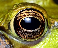 a close up view of the eye of a frog