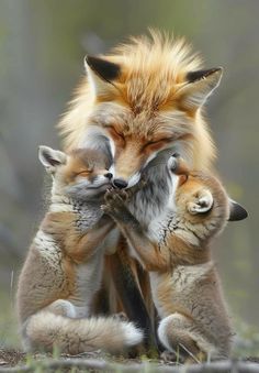 two foxes playing with each other in the grass