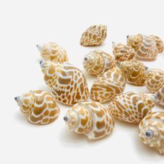 several sea shells on a white surface