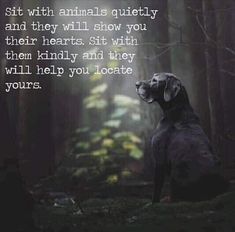 a dog sitting in the middle of a forest with an inspirational quote on it's side