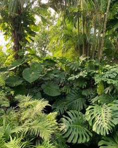 many green plants and trees in the woods