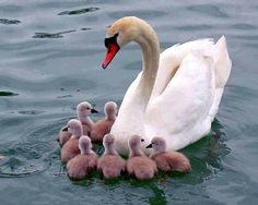 a mother swan with her babies swimming in the water