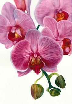 orchids watercolor Orchid Painting, Art Coquillage, Arte Floral, Botanical Art, Botanical Prints, Flower Drawing