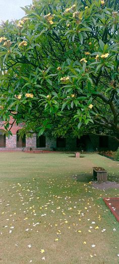 a tree with yellow flowers in the middle of a grassy area next to a bench