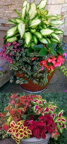 two potted plants sitting next to each other