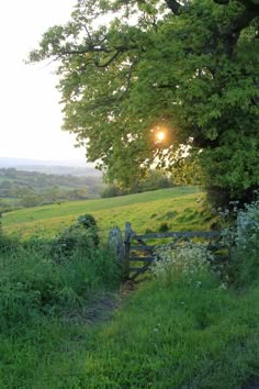 the sun shines brightly through the trees and grass in this rural scene, with a wooden gate leading to a grassy field