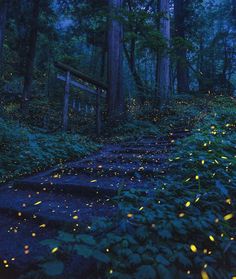 fireflies are glowing in the forest at night