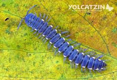 a blue caterpillar crawling on a green leaf