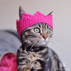 a cat wearing a pink knitted hat