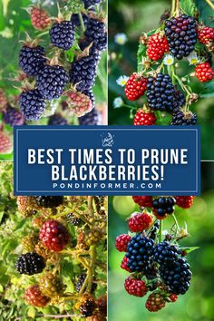 blackberries growing on the bush with text overlay that reads best times to prune blackberry