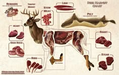 an animal's anatomy is shown in this graphic above it are several different types of meat