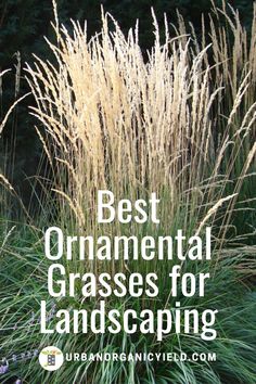 the best ornamental grasses for landscaping