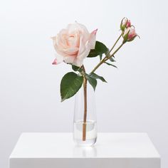 a single pink rose in a clear vase on a white surface with water and greenery