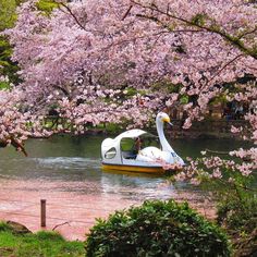 a swan shaped boat floating down a river next to a lush green park covered in pink flowers