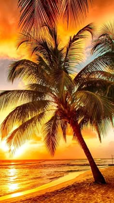 a palm tree sitting on top of a beach next to the ocean at sun set