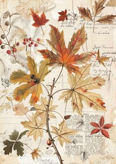 an image of leaves and berries on a piece of paper with writing in the background