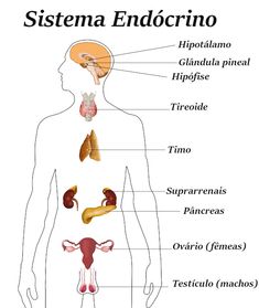 the endocine system with labels on it and labeled in different parts stock photo