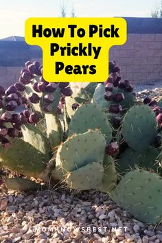 a cactus with the words how to pick pricky pears in front of it