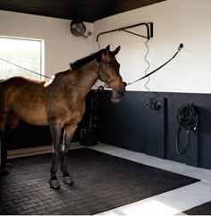 a brown horse standing next to a black and white wall in a room with windows