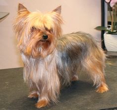 a small brown dog standing on top of a table