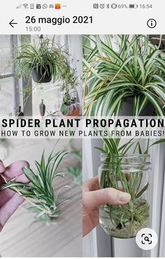 spider plant propagation how to grow new plants from babies