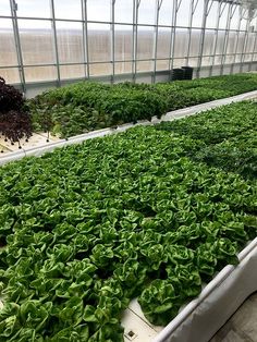 several rows of plants in a greenhouse with green leaves growing on the top and bottom