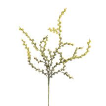 a plant with yellow flowers on it is shown in front of a white background,