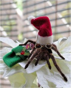 there is a spider with a hat on it's head