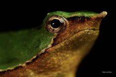 a green frog's eye is seen in this close up photo