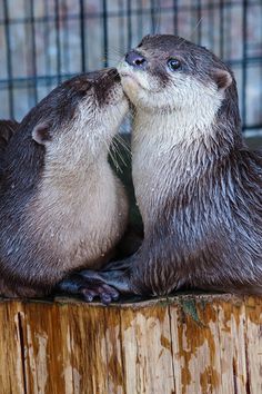 two otters are touching each other on a log