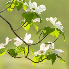 a branch with white flowers and green leaves