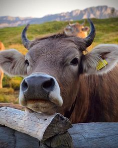 a brown cow with horns standing next to a wooden fence in front of some mountains