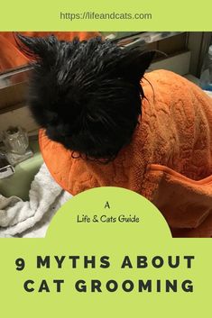 a black cat wearing an orange shirt with the words 9 myths about cat grooming