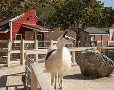 an alpaca standing in front of a fenced area with rocks and trees