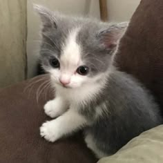 a gray and white kitten sitting on top of a couch