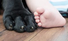 a black dog laying on top of a wooden floor next to a child's hand