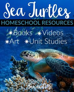 sea turtles homeschool resources books and videos