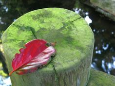 a leaf that is sitting on top of a tree stump