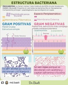 an info poster with different types of bracularia in spanish and english language