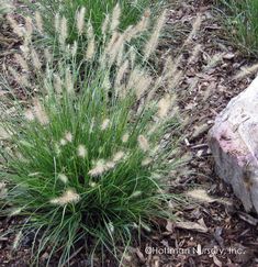 some very pretty plants in the dirt by some rocks and grass with long thin green leaves on them