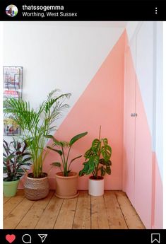 three potted plants are sitting on the floor in front of a pink and white wall