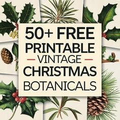 the 50 + free printable vintage christmas botanicals are perfect for your holiday decor