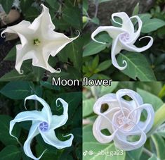 four different types of flowers with the words moon flower on them in white and blue