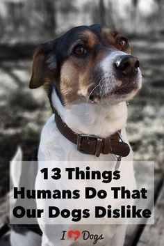 a dog with the words 13 things humans do that our dogs disliked