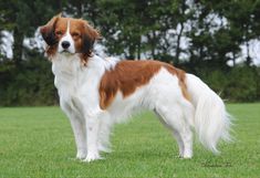 a brown and white dog standing on top of a lush green field with trees in the background