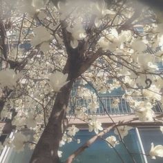 a tree with white flowers in front of a building