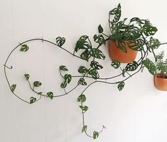 two potted plants are hanging on the wall