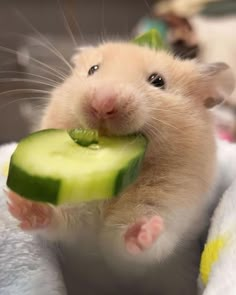 a hamster eating a cucumber on top of a towel with its paws